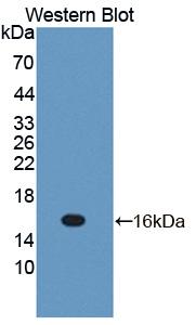 Polyclonal Antibody to Interleukin 13 (IL13)