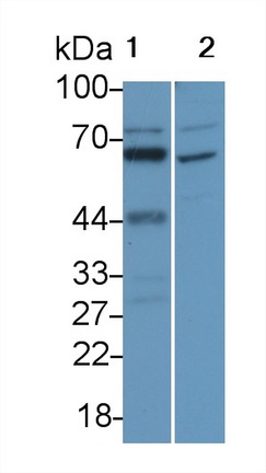 Polyclonal Antibody to Interleukin 16 (IL16)