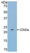 Polyclonal Antibody to Interleukin 17 (IL17)