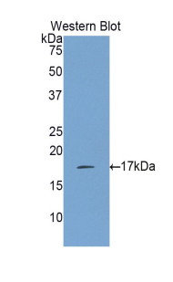 Polyclonal Antibody to Interleukin 17 (IL17)