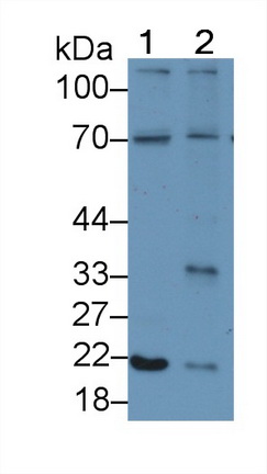 PAA064Cp01.jpg