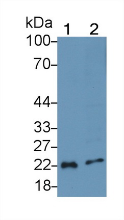 Polyclonal Antibody to Interleukin 18 (IL18)