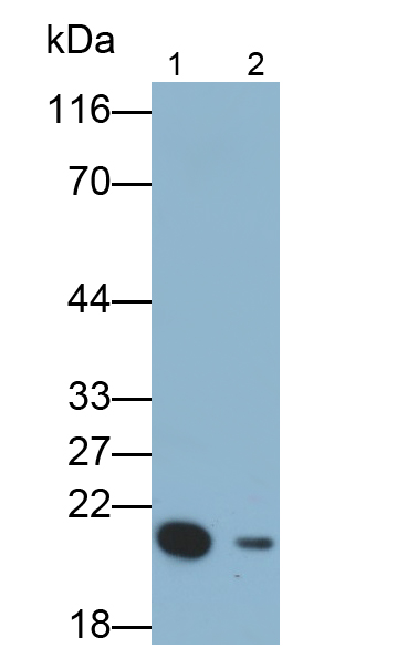 Polyclonal Antibody to Interleukin 18 (IL18)