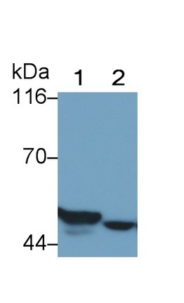 Polyclonal Antibody to Glial Fibrillary Acidic Protein (GFAP)