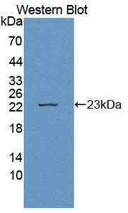 Polyclonal Antibody to Interleukin 1 Alpha (IL1a)