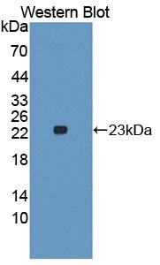 Polyclonal Antibody to Interleukin 1 Alpha (IL1a)