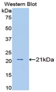 Polyclonal Antibody to Interleukin 1 Alpha (IL1a)