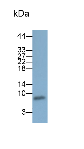 Polyclonal Antibody to Defensin Beta 2 (DEFb2)