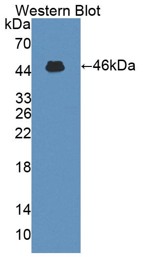 Polyclonal Antibody to Interleukin 3 (IL3)