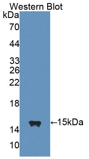 Polyclonal Antibody to Interleukin 4 (IL4)