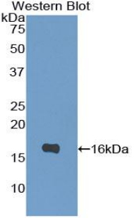 Polyclonal Antibody to Interleukin 4 (IL4)