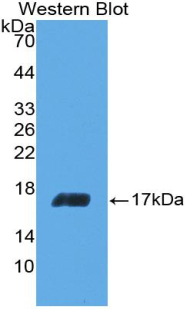 Polyclonal Antibody to Interleukin 5 (IL5)