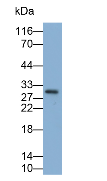 Polyclonal Antibody to Interleukin 6 (IL6)