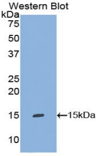 Polyclonal Antibody to Interleukin 8 (IL8)