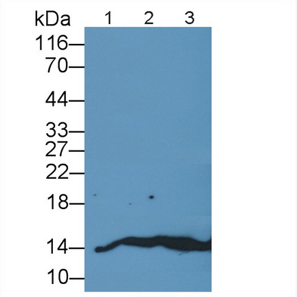 Polyclonal Antibody to Leptin (LEP)