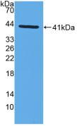 Polyclonal Antibody to Monocyte Chemotactic Protein 1 (MCP1)