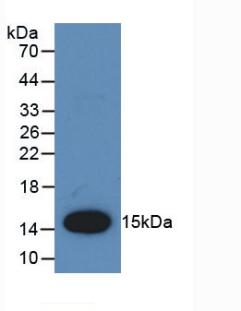 Polyclonal Antibody to Monocyte Chemotactic Protein 1 (MCP1)