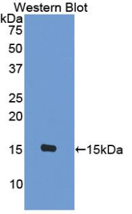 Polyclonal Antibody to Monocyte Chemotactic Protein 2 (MCP2)