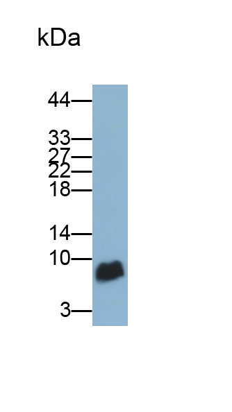 Polyclonal Antibody to Monocyte Chemotactic Protein 3 (MCP3)