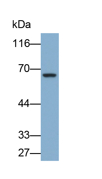 Polyclonal Antibody to Colony Stimulating Factor 1, Macrophage (MCSF)