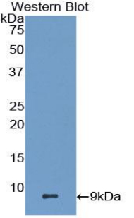 Polyclonal Antibody to Macrophage Derived Chemokine (MDC)