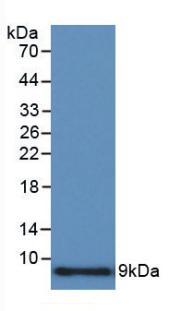 Polyclonal Antibody to Macrophage Inflammatory Protein 1 Alpha (MIP1a)