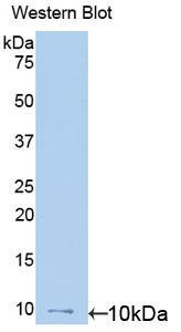 Polyclonal Antibody to Macrophage Inflammatory Protein 3 Alpha (MIP3a)