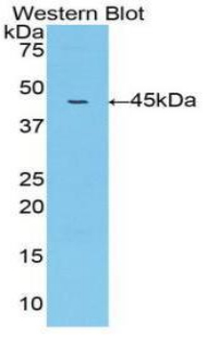 Polyclonal Antibody to Matrix Metalloproteinase 10 (MMP10)