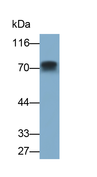 Polyclonal Antibody to Matrix Metalloproteinase 2 (MMP2)