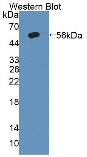 PAA101Bo01.jpg