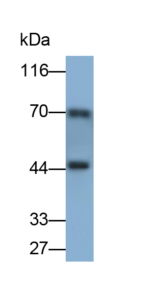 Polyclonal Antibody to Matrix Metalloproteinase 3 (MMP3)