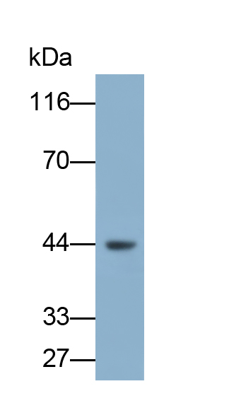 Polyclonal Antibody to Matrix Metalloproteinase 3 (MMP3)