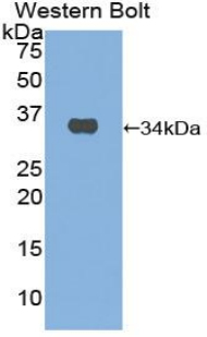 Polyclonal Antibody to Matrix Metalloproteinase 7 (MMP7)