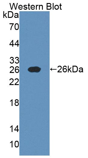 PAA105Hu06.jpg