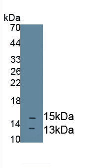 Polyclonal Antibody to Neurotrophin 3 (NT3)