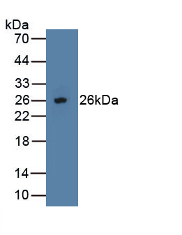 Polyclonal Antibody to Osteoprotegerin (OPG)