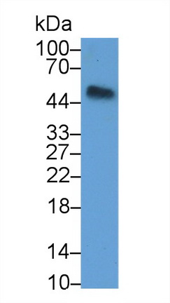 Polyclonal Antibody to Osteoprotegerin (OPG)