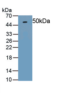 Polyclonal Antibody to Osteoprotegerin (OPG)