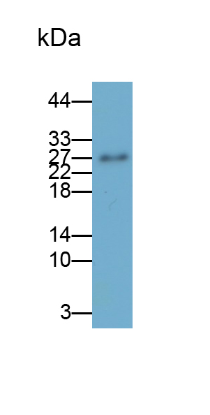 Polyclonal Antibody to Placenta Growth Factor (PLGF)