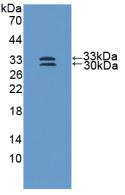 Polyclonal Antibody to Superoxide Dismutase 3, Extracellular (SOD3)