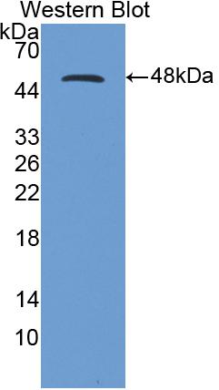 Polyclonal Antibody to Cluster Of Differentiation 40 Ligand (CD40L)