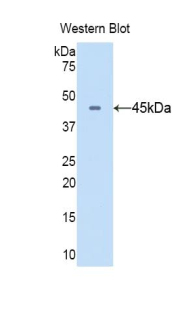 Polyclonal Antibody to Cluster Of Differentiation 40 Ligand (CD40L)