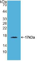 Polyclonal Antibody to Cluster Of Differentiation 40 Ligand (CD40L)