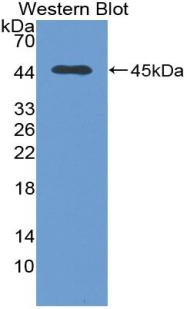 Polyclonal Antibody to Transforming Growth Factor Beta 1 (<b>TGFb1</b>)