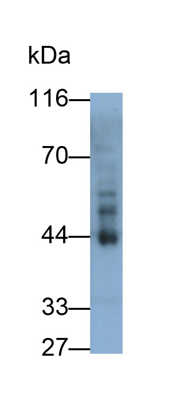 Polyclonal Antibody to Transforming Growth Factor Beta 1 (<b>TGFb1</b>)