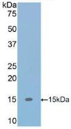 Polyclonal Antibody to Transforming Growth Factor Beta 1 (<b>TGFb1</b>)