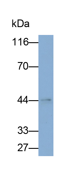 Polyclonal Antibody to Transforming Growth Factor Beta 1 (TGFb1)