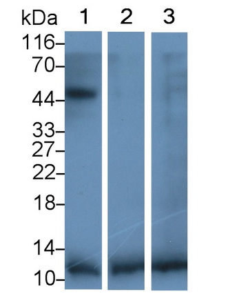 Polyclonal Antibody to Transforming Growth Factor Beta 1 (<b>TGFb1</b>)