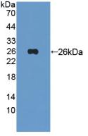 Polyclonal Antibody to Tyrosine Kinase With Immunoglobulin Like And EGF Like Domains Protein 1 (Tie1)