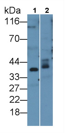 PAA132Mu01.jpg